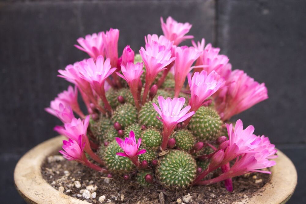 Rebutia perplexa cactus met bloemen