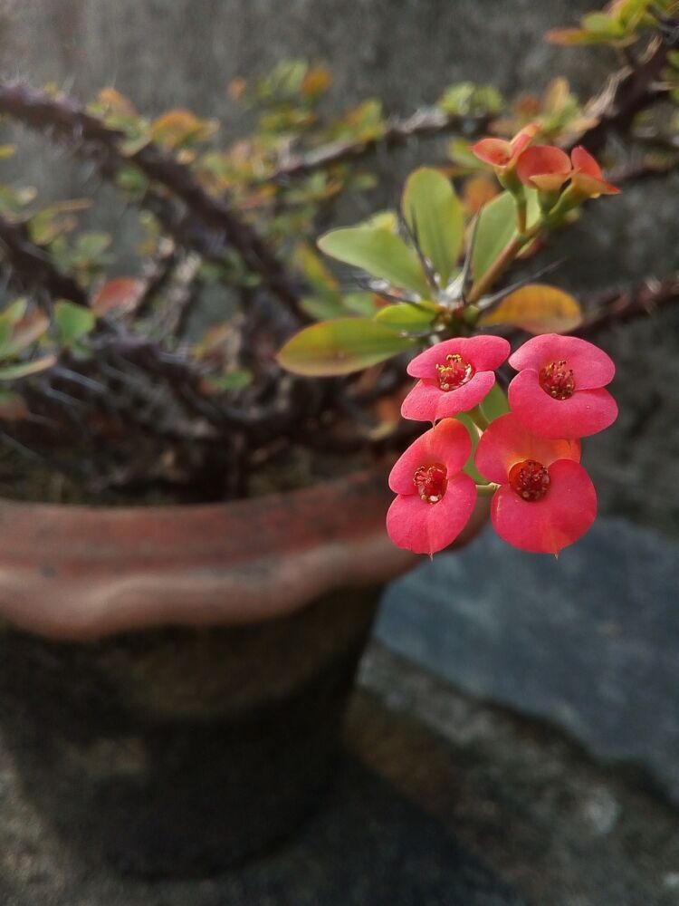Euphorbia milii of doornenkroon, een populaire vetplant met bloemen. 