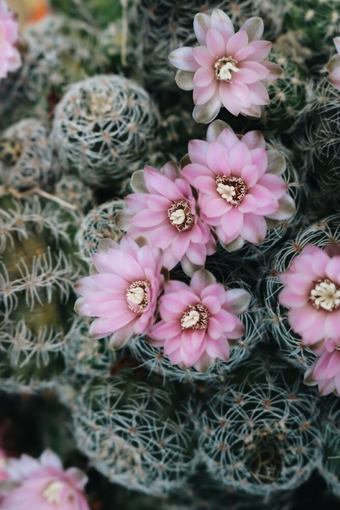 Gymnocalycium cactus bloei