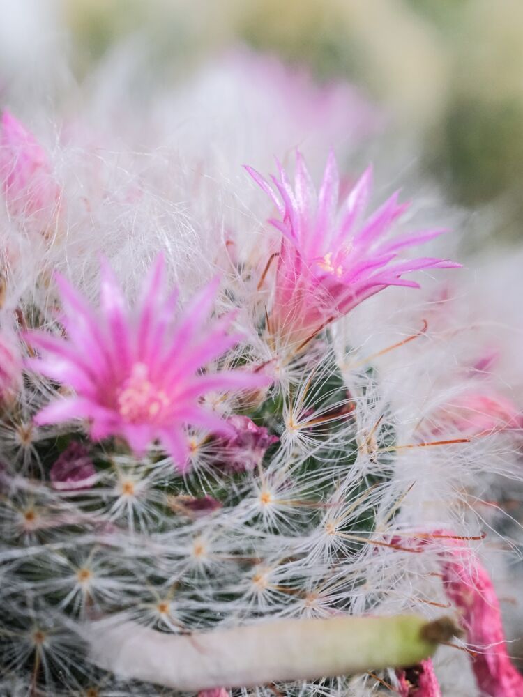 Mammillaria cactus bloem close-up
