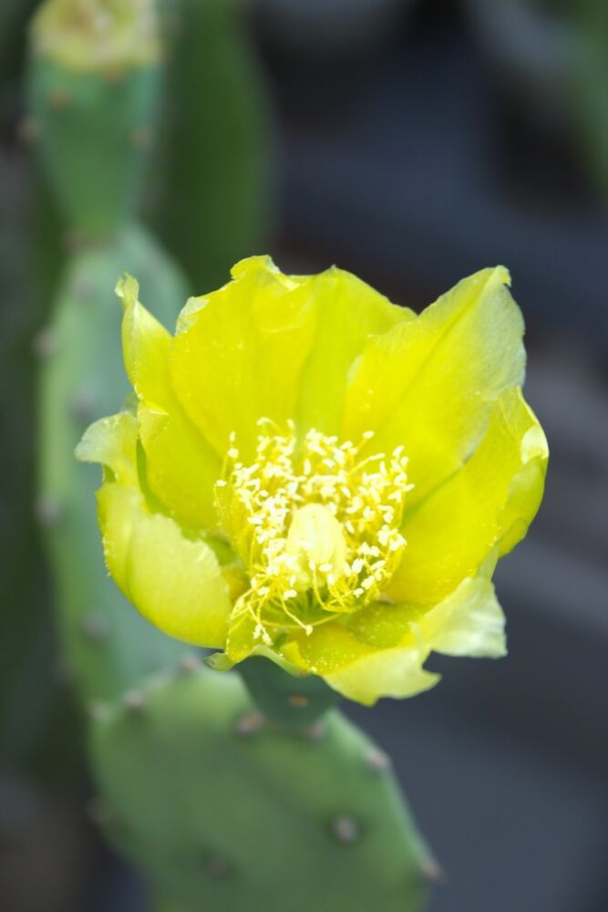 Geel bloeiende Opuntia schijfcactus