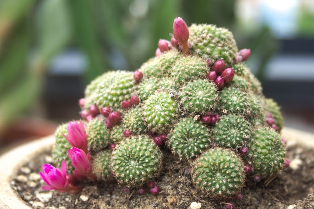 Cluster Rebutia perplexa cactus met roze bloemknoppen