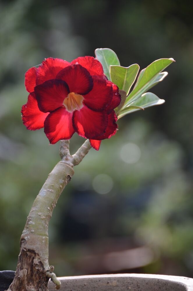 Woestijnroos vetplant met bloemen (rood)