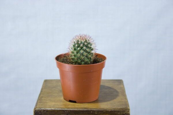 Speldenkussen cactus (Mammillaria spinosissima)