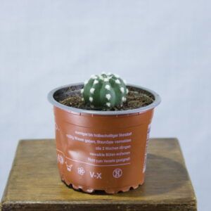 Domino cactus (Echinopsis subdenudata)