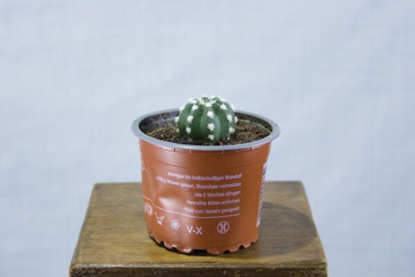 Domino cactus (Echinopsis subdenudata)