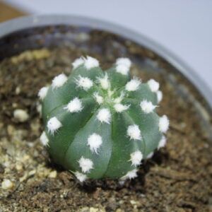 Domino cactus (Echinopsis subdenudata) close-up