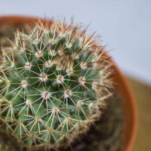 Speldenkussen cactus (Mammillaria spinosissima)