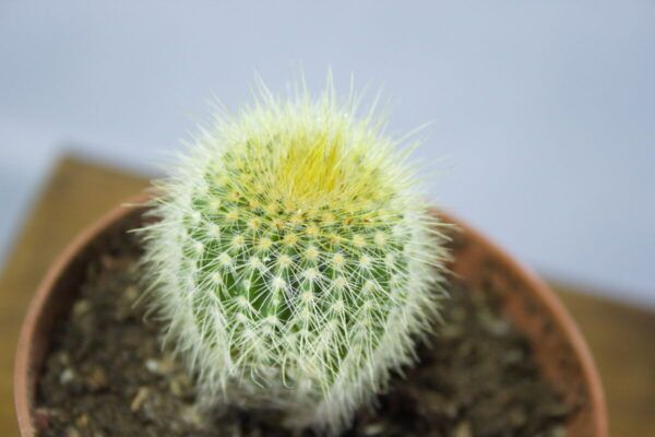 Parodia leninghausii cactus close-up