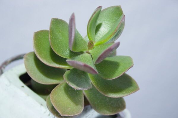Keramiek pot met vetplant Crassula ovata kamerplant close-up