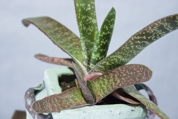 Keramiek pot met vetplant Gasteria carinata kamerplant close-up