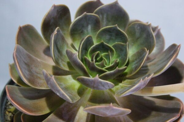 Echeveria vetplant close-up