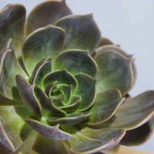 Echeveria rozet close-up