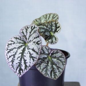 Begonia kamerplant stek close-up