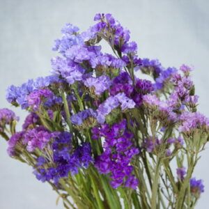close-up gemengde lamsoren paars-blauw