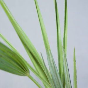 Chamaerops palm close-up blad