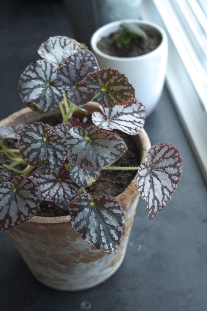 Bladbegonia kamerplant met zilverige bladeren