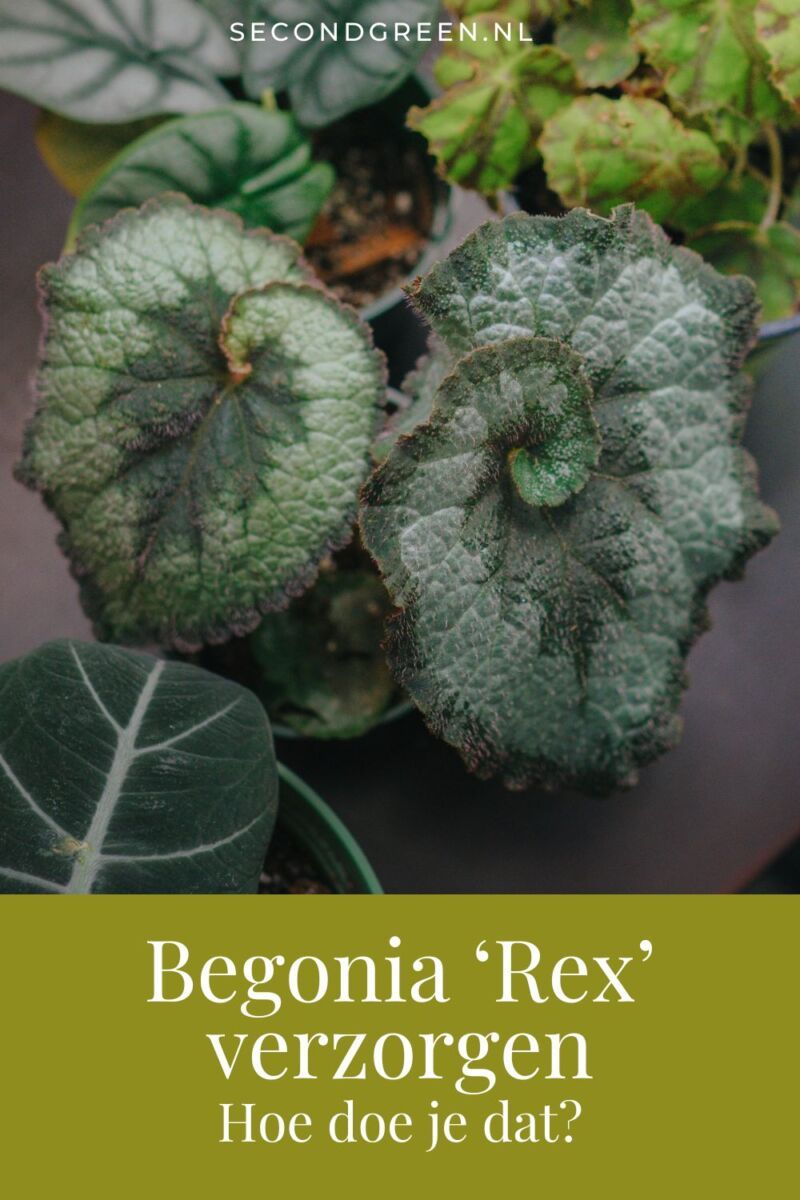 Afbeelding van 'Escargot' Begonia met tekst: Begonia 'Rex' verzorgen, hoe doe je dat?