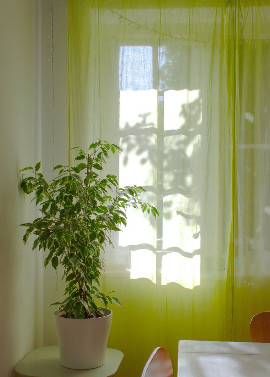 Ficus benjamina kamerplant met bont blad.