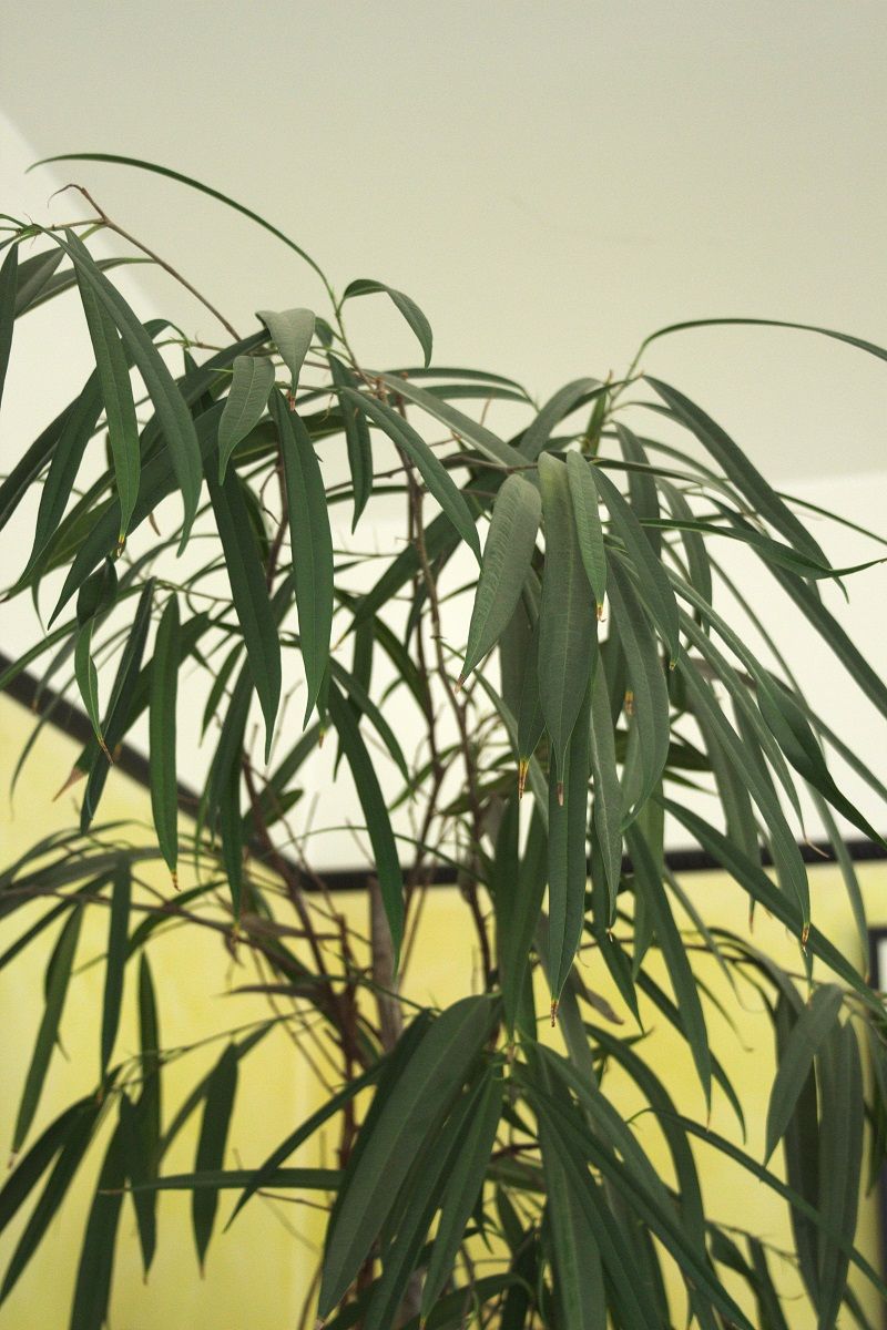 Ficus 'Alii' kamerplant