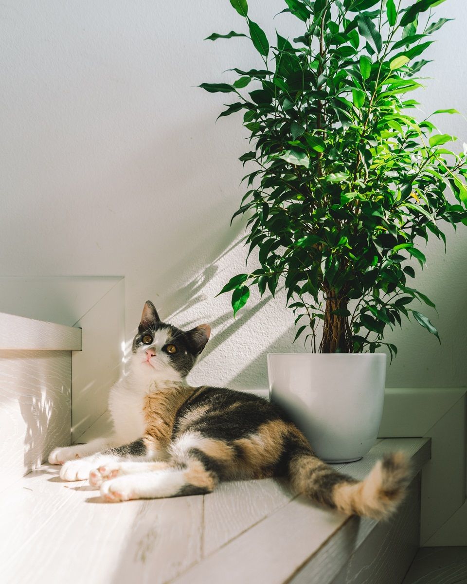 Calico kat naast een treurvijg kamerplant.