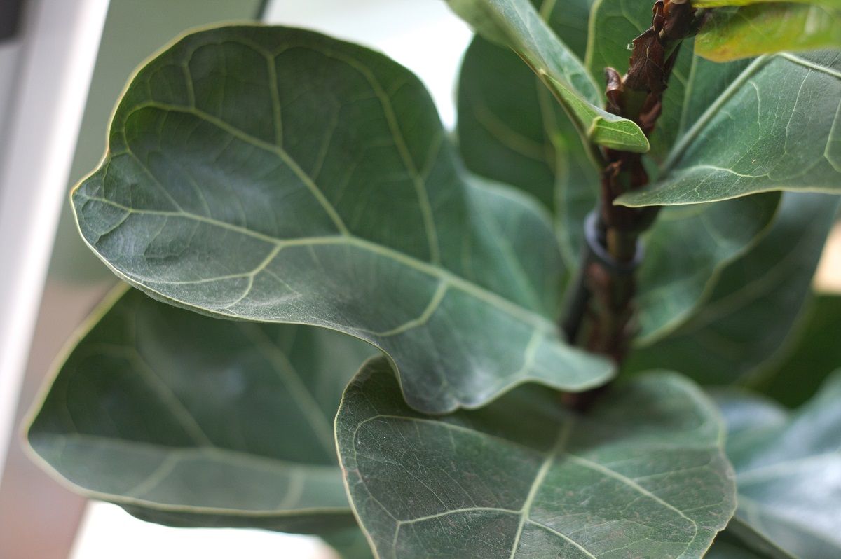 Close-up van bladeren van Ficus lyrata kamerplant